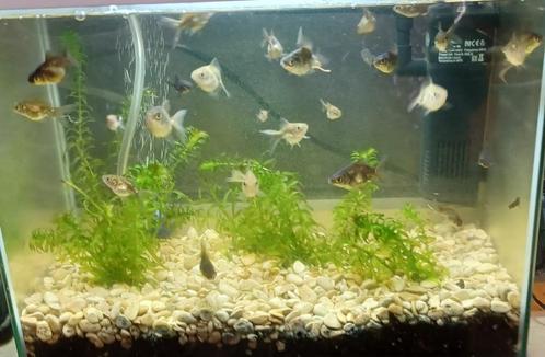 VISJES, Dieren en Toebehoren, Vissen | Aquariumvissen, Vis