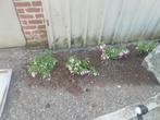 Fuchsia, Tuin en Terras, Planten | Tuinplanten, Ophalen