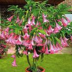 Brugmansias te koop in kleuren Roze,geel en wit, Tuin en Terras, Ophalen
