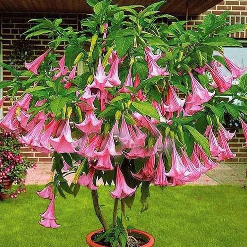 Brugmansias te koop in kleuren Roze,geel en wit, Tuin en Terras, Planten | Tuinplanten, Ophalen