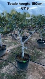 Prachtige vijgenbomen!april 2026 in België, Ophalen, Vijgenboom