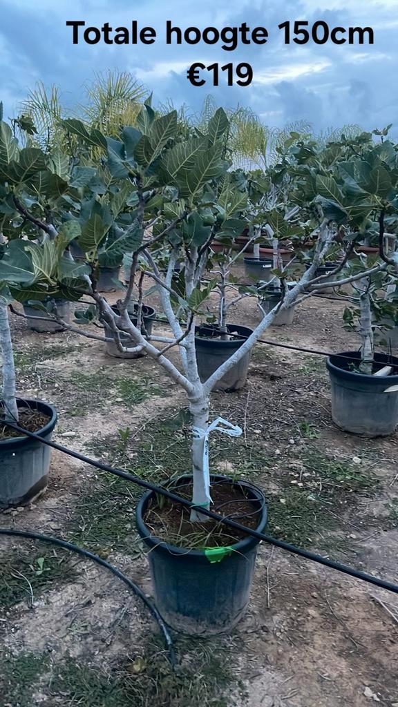 Prachtige vijgenbomen!april 2026 in België, Tuin en Terras, Planten | Fruitbomen, Vijgenboom, Ophalen