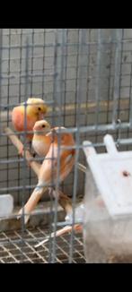 Kanarie mosaïque rouge, Dieren en Toebehoren