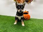 Shiba Inu pups, Dieren en Toebehoren, België, Overige rassen, 8 tot 15 weken, CDV (hondenziekte)