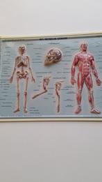 Wetenschappelijke reliëfplaat Menselijk lichaam  plaat 1, Antiek en Kunst, Antiek | Schoolplaten, Ophalen of Verzenden