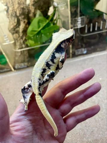 High end black and white LW female beschikbaar voor biedingen