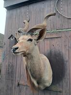 Prachtige Koedoe Schoudermontage – Groot– Lange Keelkwast, Ophalen, Zo goed als nieuw, Wild dier, Opgezet dier