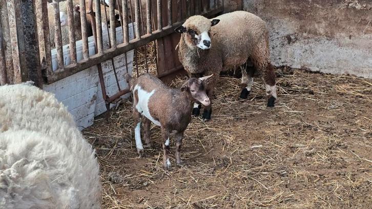 Ram en bok te koop, Dieren en Toebehoren, Schapen, Geiten en Varkens