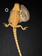 Orange hypo gen. Stripe baardagaam-mannetje, Hagedis, Tam, 0 tot 2 jaar