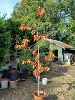 eik, Tuin en Terras, Ophalen, 250 tot 400 cm