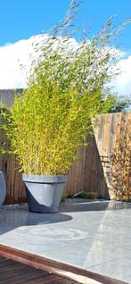 Bamboe in grote pot, Jardin & Terrasse, Plantes | Jardin, Enlèvement ou Envoi