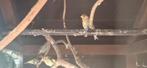 Kanarie X putter, Dieren en Toebehoren, Vogels | Overige Vogels, Geringd