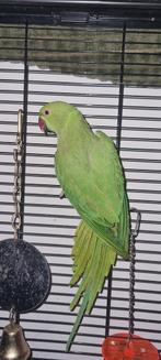 Halsbandparkiet, Dieren en Toebehoren, Vogels | Parkieten en Papegaaien, Parkiet