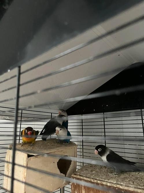 7 mooie dwergpapegaaien te koop!, Dieren en Toebehoren, Vogels | Overige Vogels, Meerdere dieren, Geringd