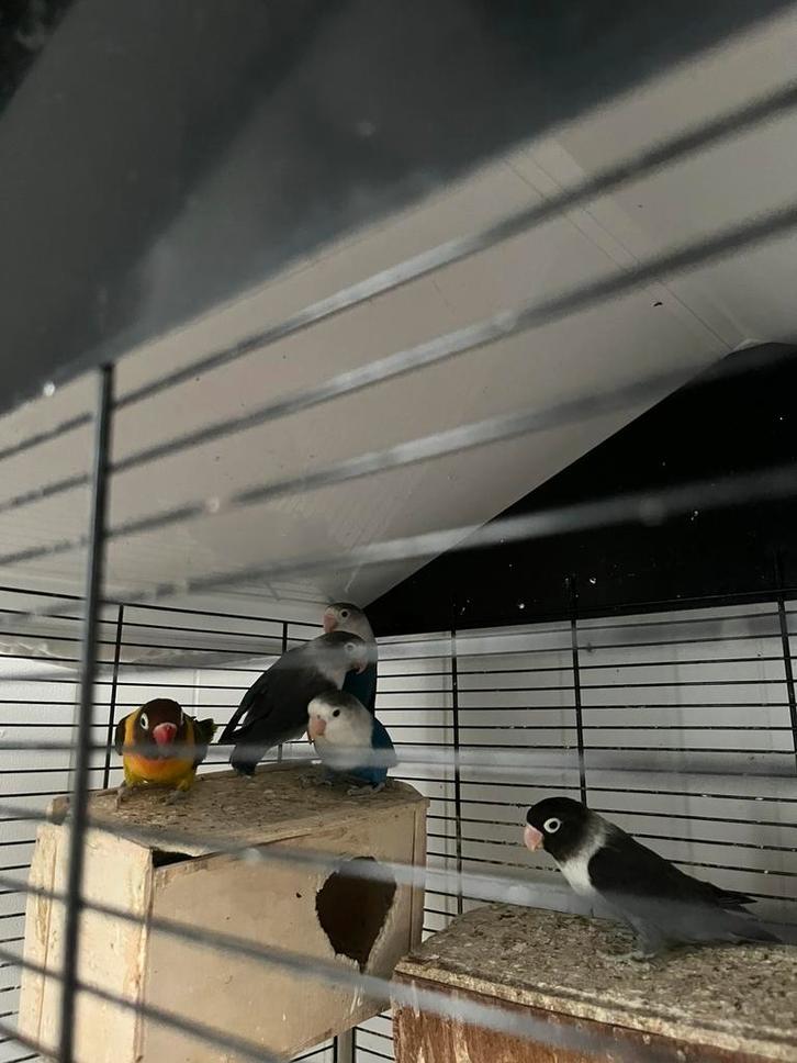 7 mooie dwergpapegaaien te koop!, Dieren en Toebehoren, Vogels | Overige Vogels, Meerdere dieren, Geringd