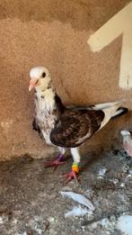 Jonge duif, Dieren en Toebehoren