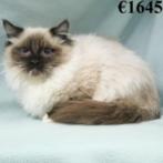 Ragdoll kittens te koop, Dieren en Toebehoren, Katten en Kittens | Raskatten | Langhaar, Meerdere dieren, Gechipt, 0 tot 2 jaar