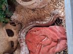 2 pythons 1man en 1vrouw.2korenslangen 1man 1vrouw, Dieren en Toebehoren