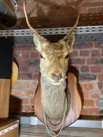 Hertenkop, Ophalen, Zo goed als nieuw, Hert