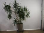 Grote Dracaena Marginata in Stenen Pot, Tuin en Terras, Niet ingevuld, Niet ingevuld, Niet ingevuld