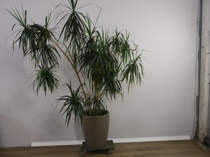 Grote Dracaena Marginata in Stenen Pot, Tuin en Terras, Bloembakken en Plantenbakken