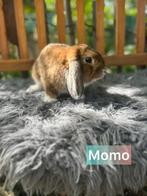 Gecastreerde ram van 9 maand, Dieren en Toebehoren, Konijnen