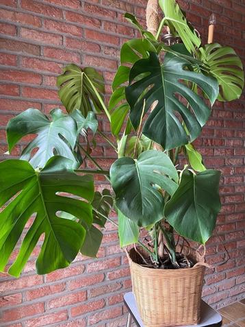 prachtige monstera plant gatenplant 1m10