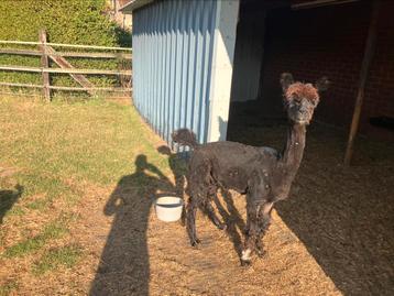 Alpaca man beschikbaar voor biedingen