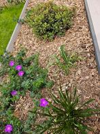 HOUTSNIPPERS voor in de tuin, Ophalen, Nieuw