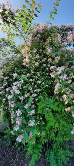 Jonge plant van struiƙ  met roze bloemen., Ophalen, Vaste plant