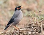 Oevermaina, Dieren en Toebehoren, Vogels | Overige Vogels, Mannelijk, Geringd