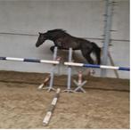 3 jarige merrie, 165 à 170 cm, Vermifugé, Non dressé, Cheval de saut