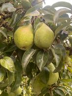 PEREN, Ophalen