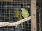 pastel bergparkieten, Dieren en Toebehoren, Meerdere dieren, Parkiet