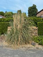 Herbe de pampa, Ophalen, Overige soorten, 250 cm of meer
