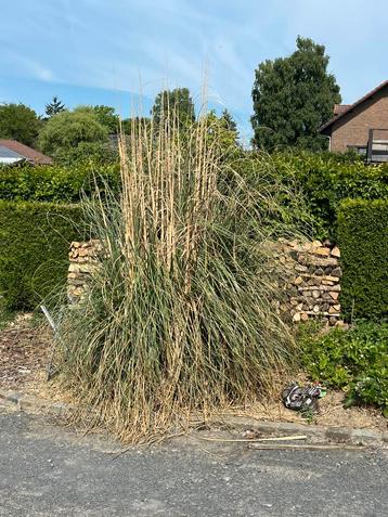 Herbe de pampa  beschikbaar voor biedingen