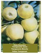 APPELAARS oa "TRANSPARANTE JAUNE", "GOLDEN DELICIOUS", ..., Tuin en Terras, Lente, In pot, Ophalen of Verzenden, Appelboom