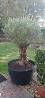 Mooie grote dikke olijfboom, Ophalen, Winter, Olijfboom