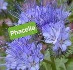 Phacelia zaden - 250 gr, Tuin en Terras, Bloembollen en Zaden, Ophalen of Verzenden