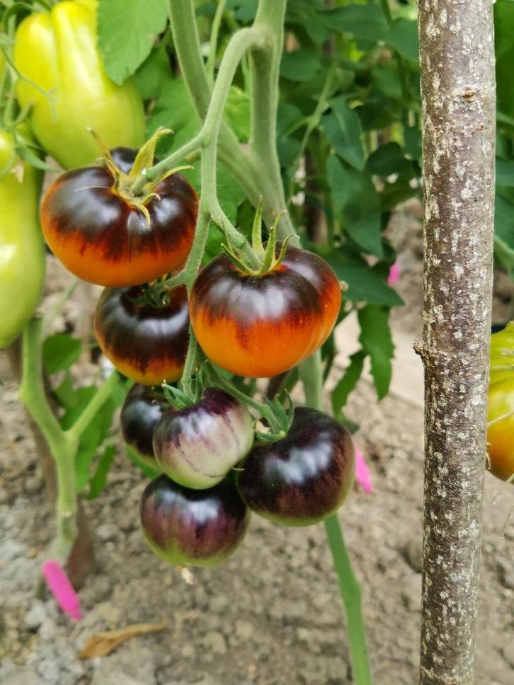 5 graines de tomates Ananas Bleu - biologique, Jardin & Terrasse, Bulbes & Semences, Graine, Printemps, Envoi