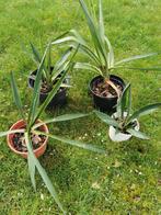 Yucca, Tuin en Terras, Planten | Tuinplanten, Zomer, Ophalen