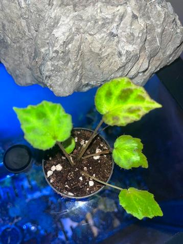Begonia Padang Lawas beschikbaar voor biedingen