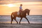 Goude 14 jarige ruin, Dieren en Toebehoren, Paarden, Recreatiepaard, 11 jaar of ouder, Gechipt, Ruin