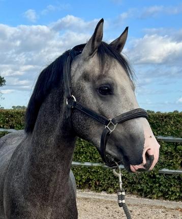 Exclusieve 3-jarige C-pony hengst beschikbaar voor biedingen
