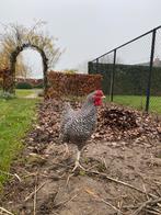 Izegemse koekoek haan, Dieren en Toebehoren, Pluimvee, Mannelijk, Kip