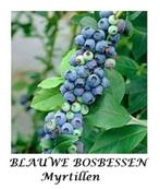 MIRTILLEN ZWARTE BOSBESSEN: "BLUECROP", 5€/STUK,  5 VOOR 20€, Tuin en Terras, Vaste plant, Ophalen of Verzenden, Halfschaduw, Fruitplanten