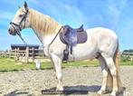 12j spaanse dressuur ruin te koop, Dieren en Toebehoren, Paarden, Z, Ruin, Dressuurpaard, 11 jaar of ouder