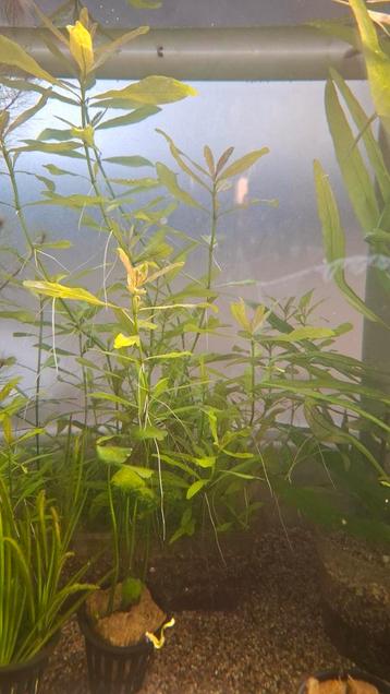 Hygrophila polysperma  ( Belgisch groen)  beschikbaar voor biedingen