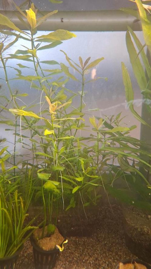 Hygrophila polysperma  ( Belgisch groen), Dieren en Toebehoren, Vissen | Aquaria en Toebehoren, Nieuw, Plant(en), Steen of Hout