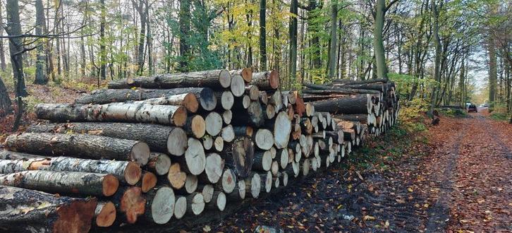 Dikke brandhout stammen, Tuin en Terras, Brandhout, Stammen, Beukenhout, 6 m³ of meer, Ophalen of Verzenden